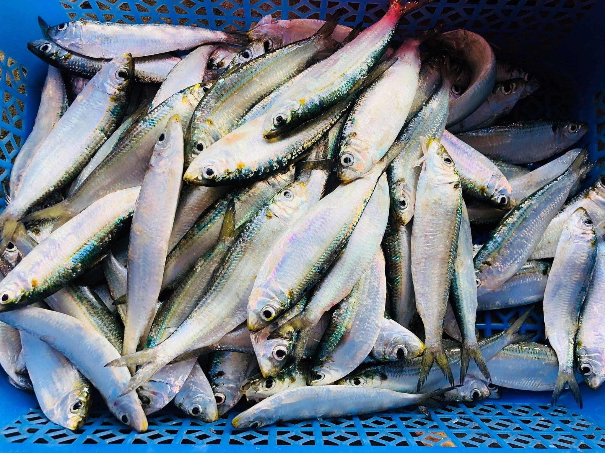 Đừng đi về khi chưa ăn món gỏi cá trích Phú Quốc