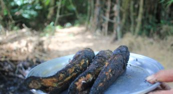 Ca-loc-nuong-trui-ca-mau