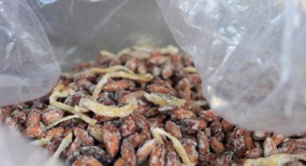 Mứt hạt bàng Côn Đảo